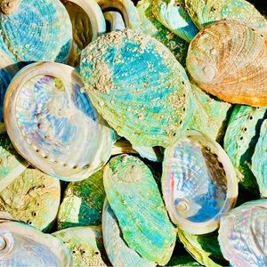 1 Large & Smal Abalone Shell Australia SeaShell Rainbow Green Red Pearl Polished